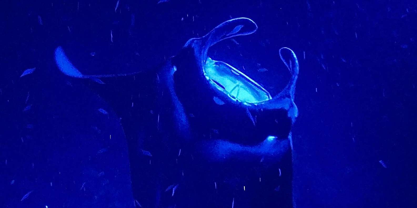 Guest photo from review