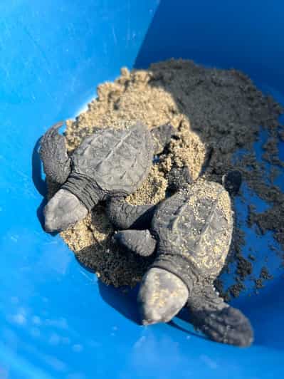 ゲレロ州ジワタネホウミガメ放流体験 - 2026件（実際の体験者からの
