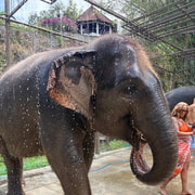 Guided Ethical Elephant Care Experience — photo 5