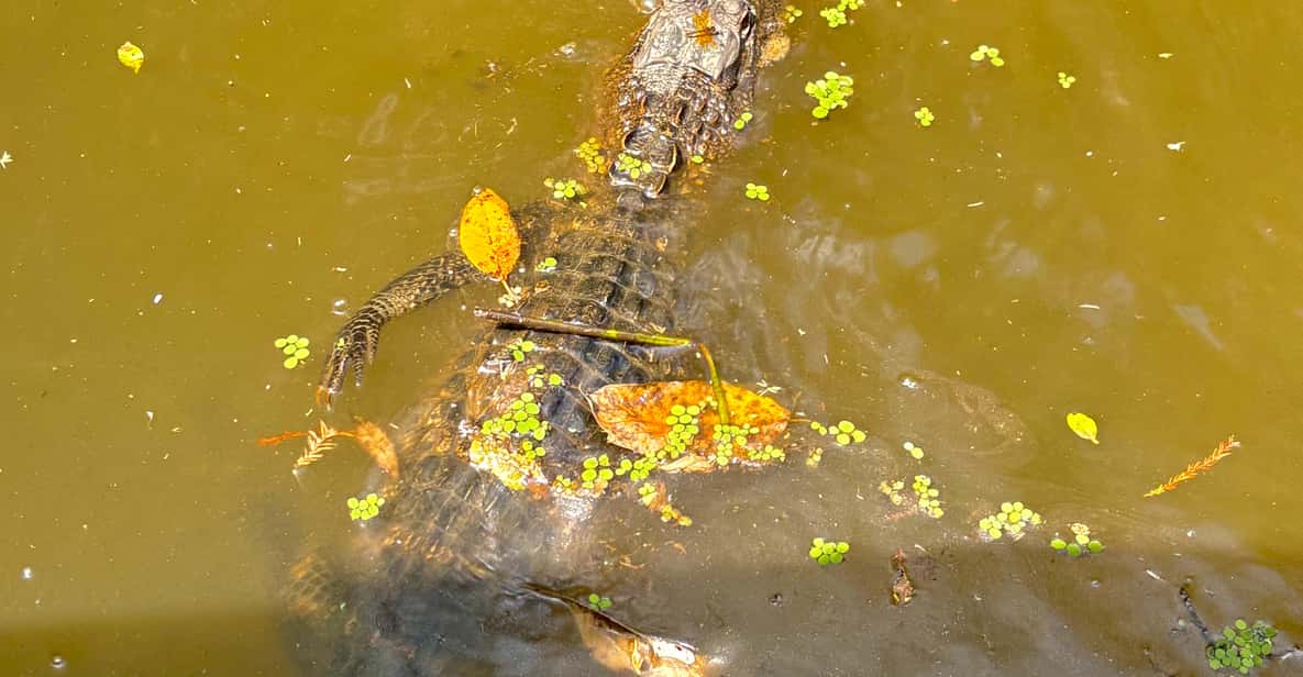 New Orleans: Honey Island Swamp and Bayou Boat Tour