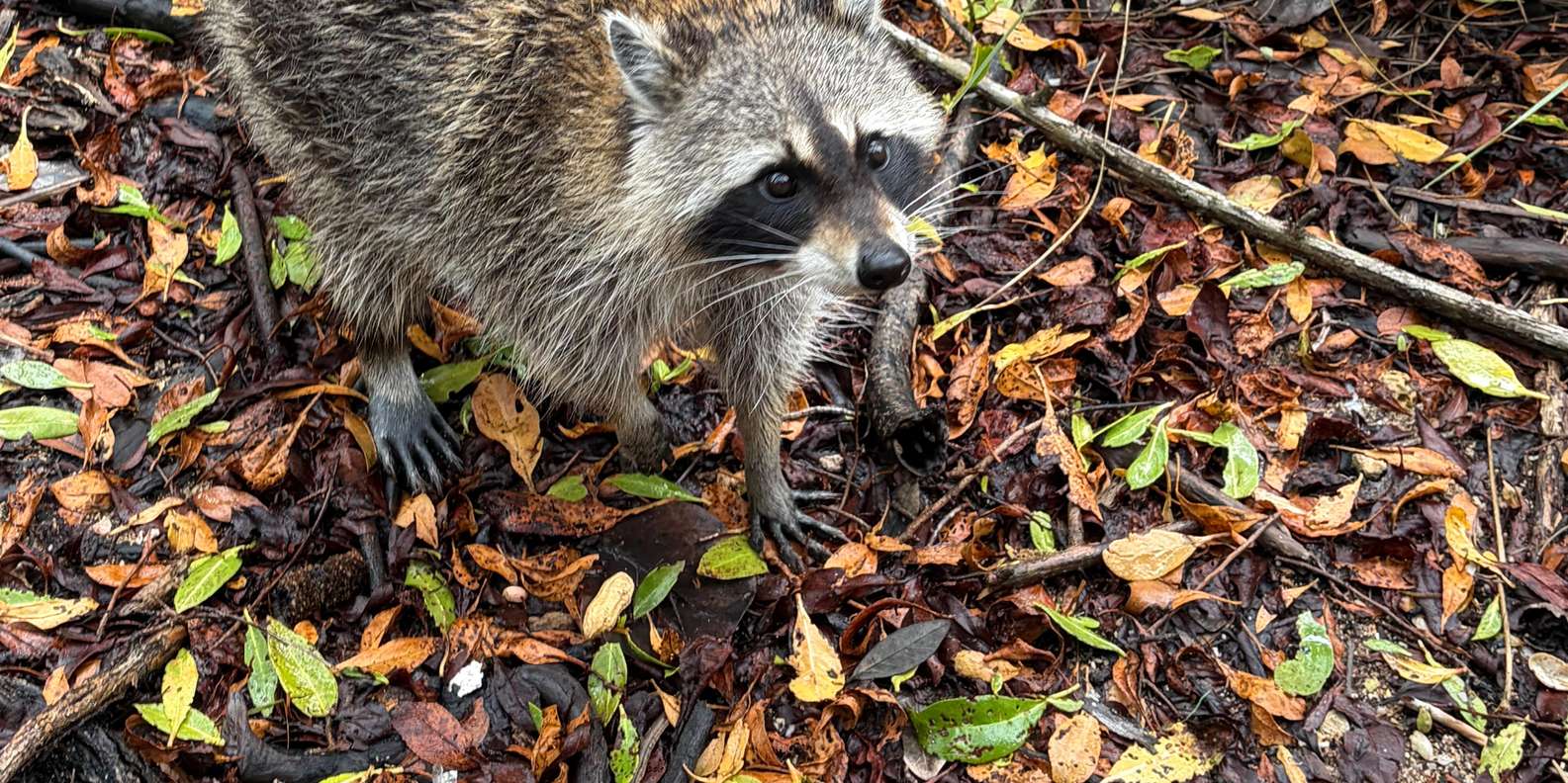 Guest photo from review