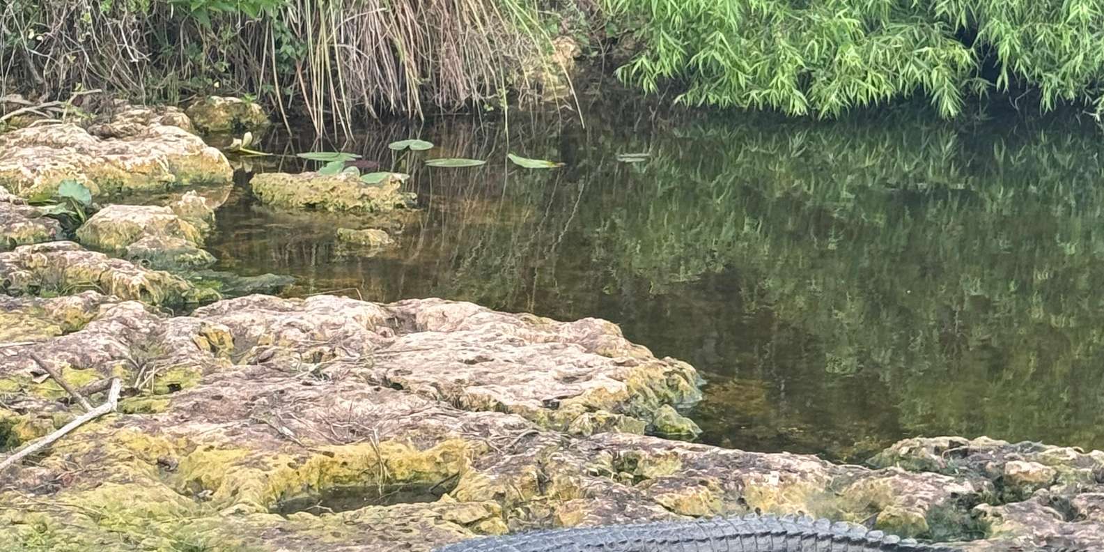 Guest photo from review