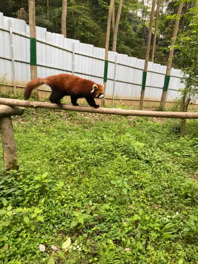 都景観ジャイアントパンダツアー（オプション）レッサーパンダとの交流
