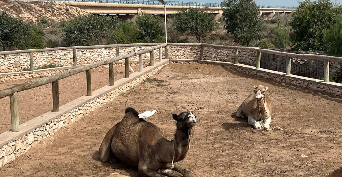 Essaouira, einstündiger Dromedarritt - Hizvo