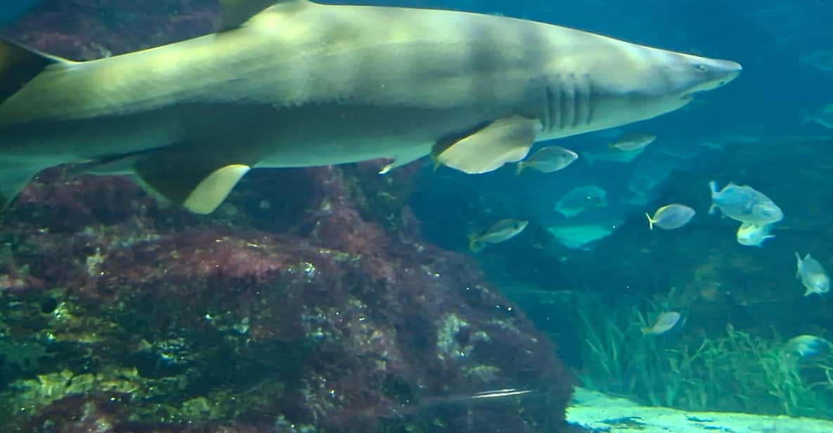 Barcelona Aquarium: Entry Ticket | GetYourGuide