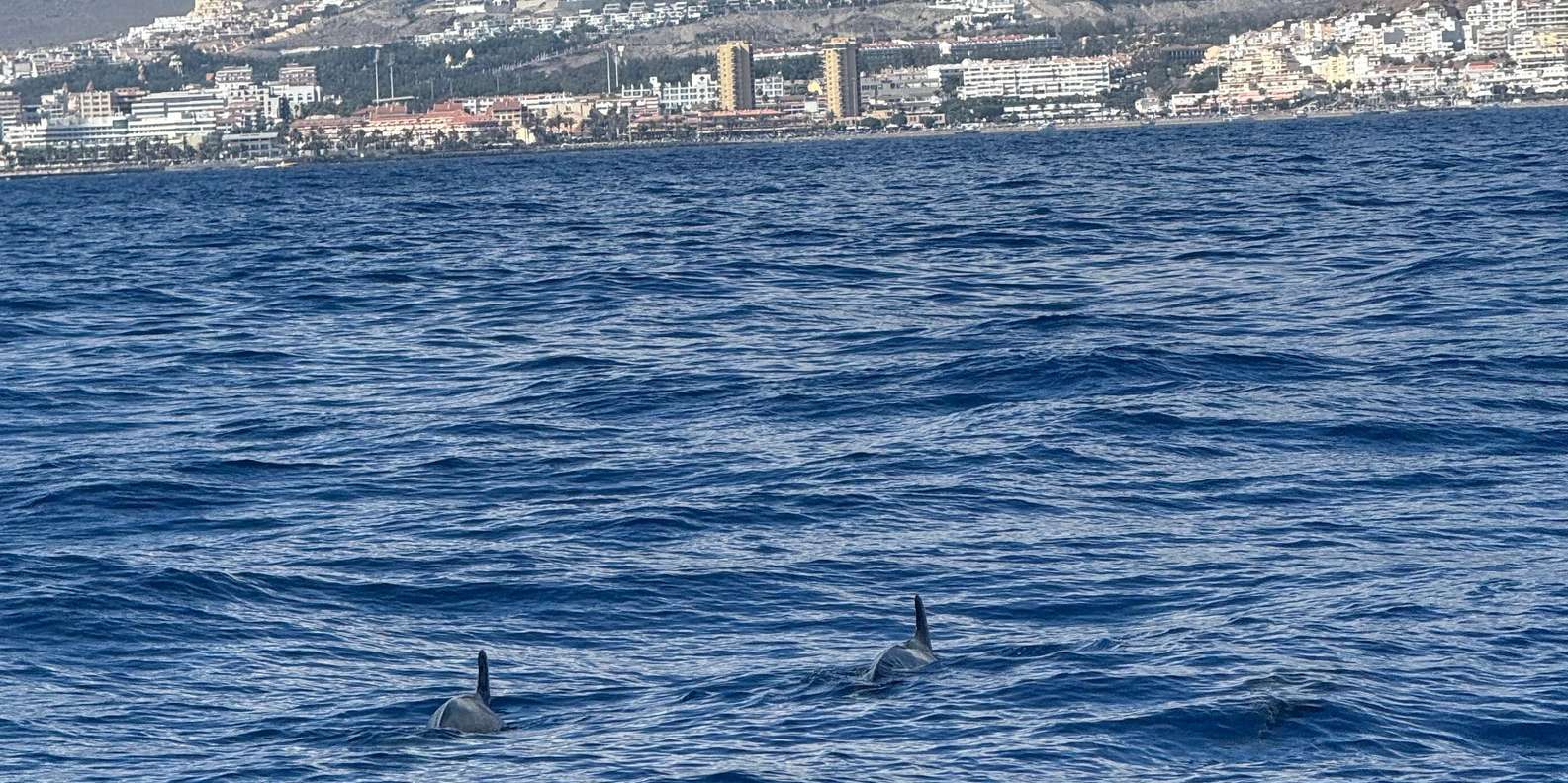 Guest photo from review