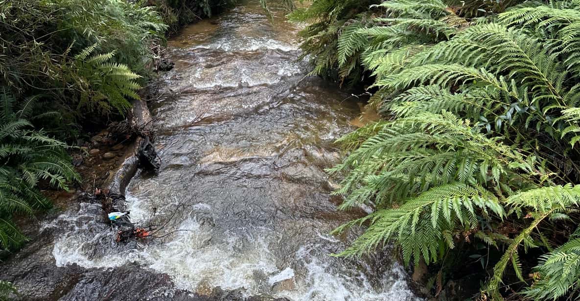 Blue Mountains: Scenic World, Ferry, Zoo & Koala Photo