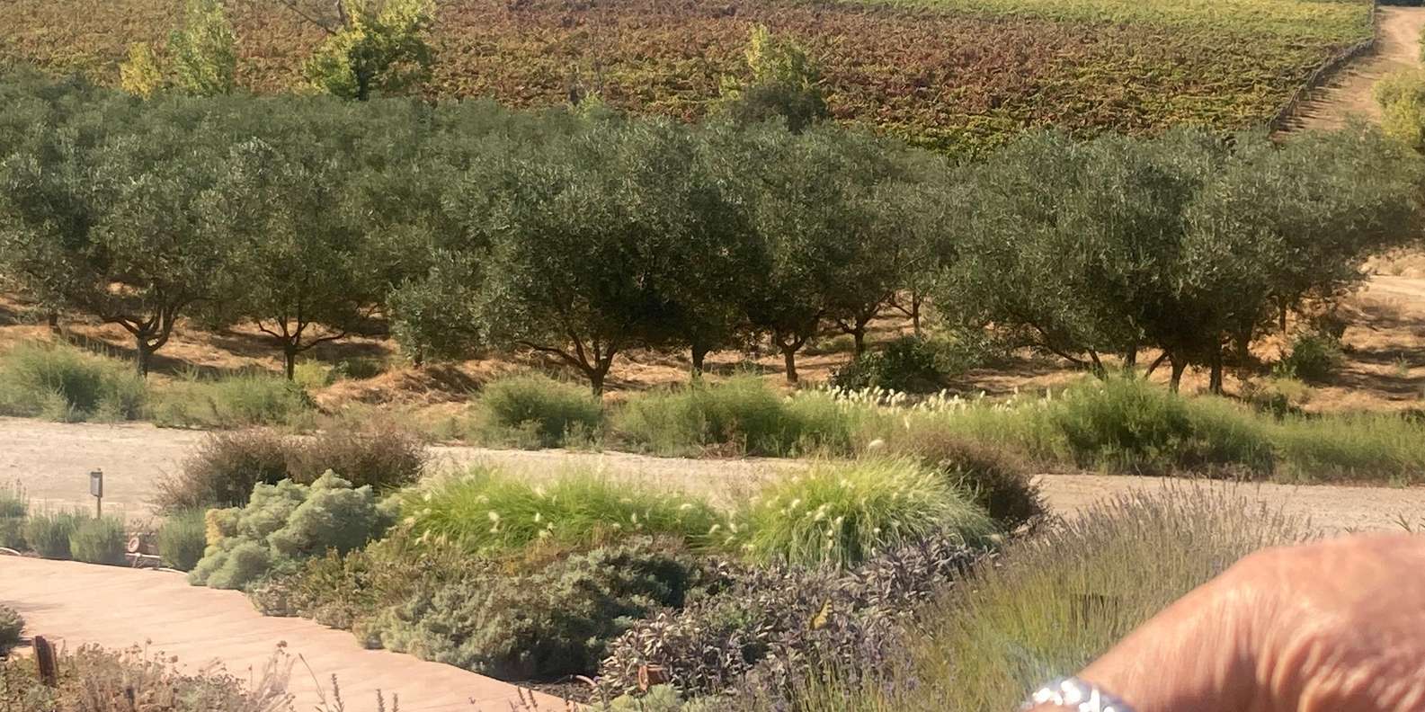 Guest photo from review