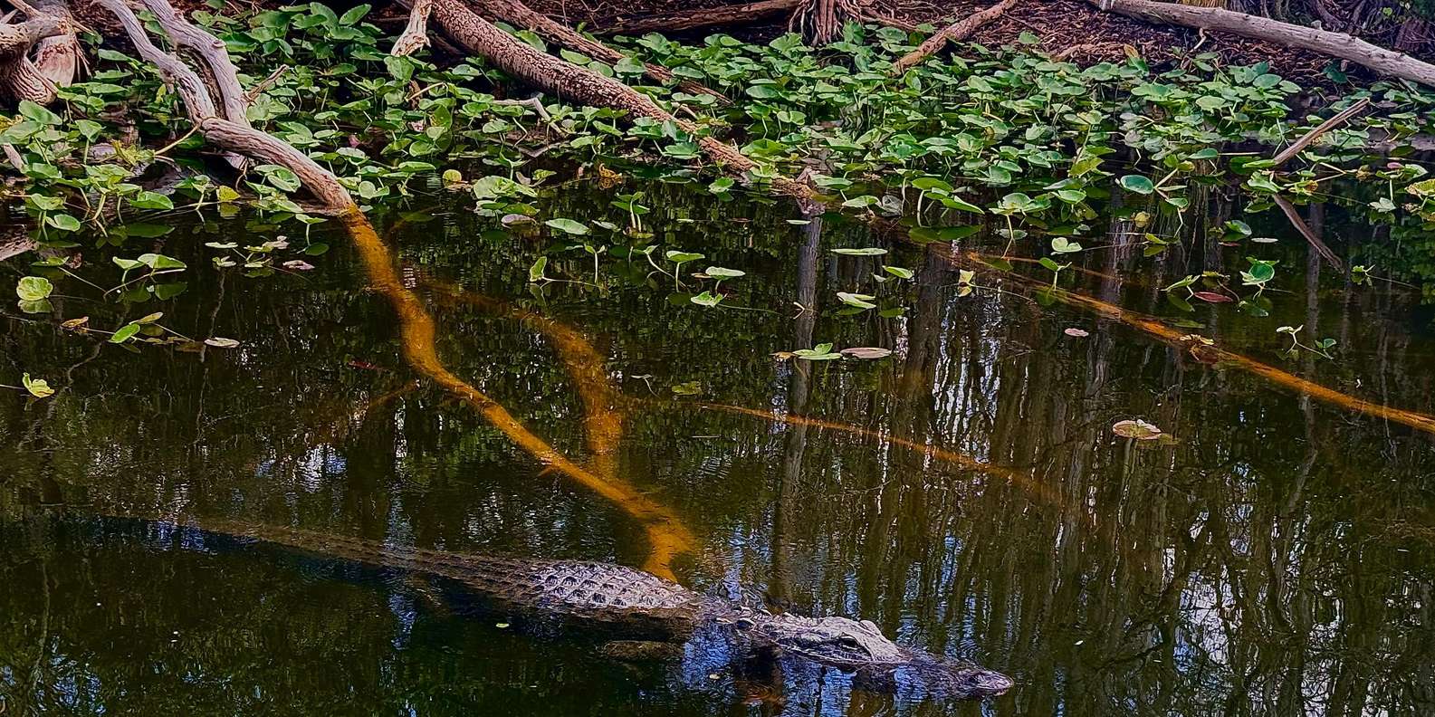 Guest photo from review