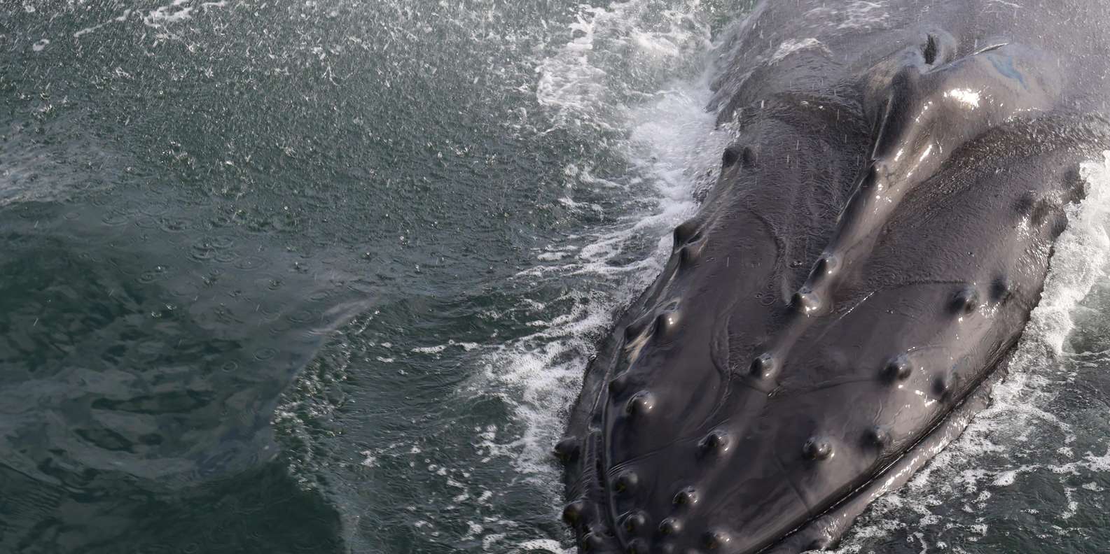 Guest photo from review