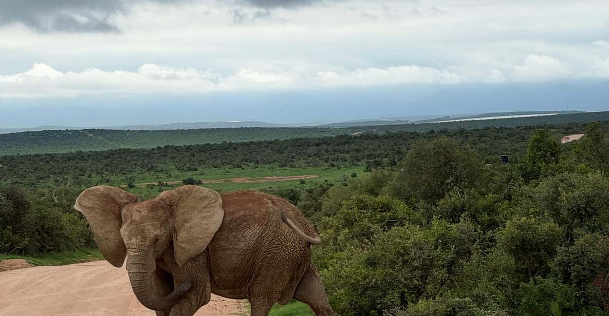 From Cape Town: 5-Day Garden Route & Addo Elephant Park Tour | GetYourGuide