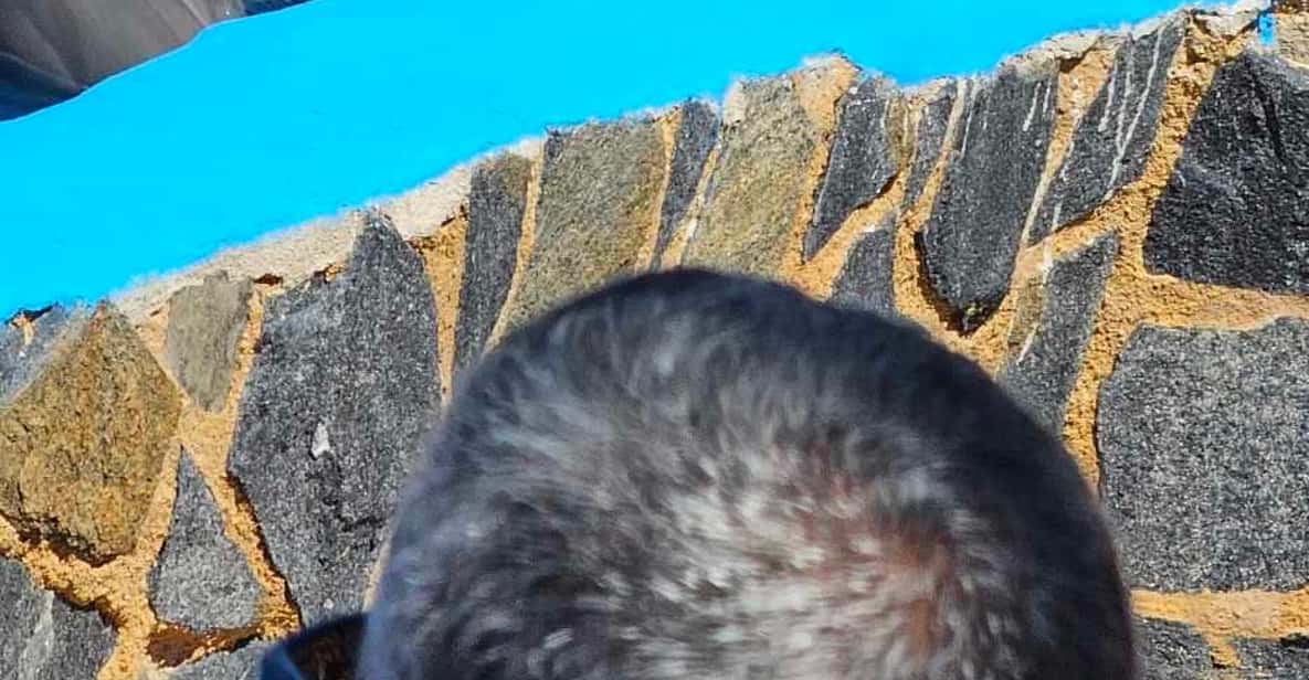Colagem de mídia