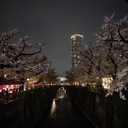 Tokyo: Meguro River Cherry Blossom Walk in Nakameguro
