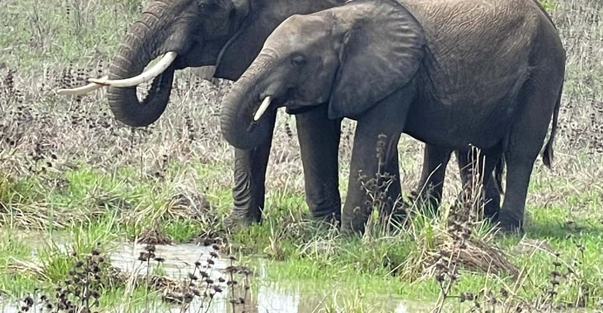 Zanzibar, transfer van luchthaven naar hotel - Hizvo