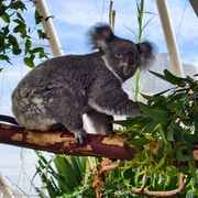 ダーリング ハーバー：ワイルド ライフ シドニー動物園 コアラと朝食
