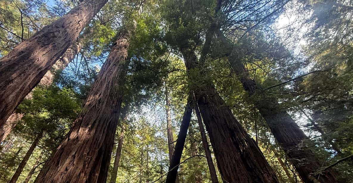 Da San Francisco: Tour guidato al Muir Woods | GetYourGuide