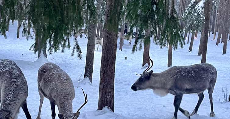 Медиаколлаж