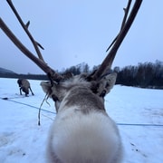 GetYourGuide listing photograph 2: Sámi Reindeer Sledding with Best Arctic with Best Arctic AS