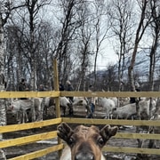GetYourGuide listing photograph 5: Reindeer Sledding and Sámi Cultural Tour with Lunch with Tromsø Lapland