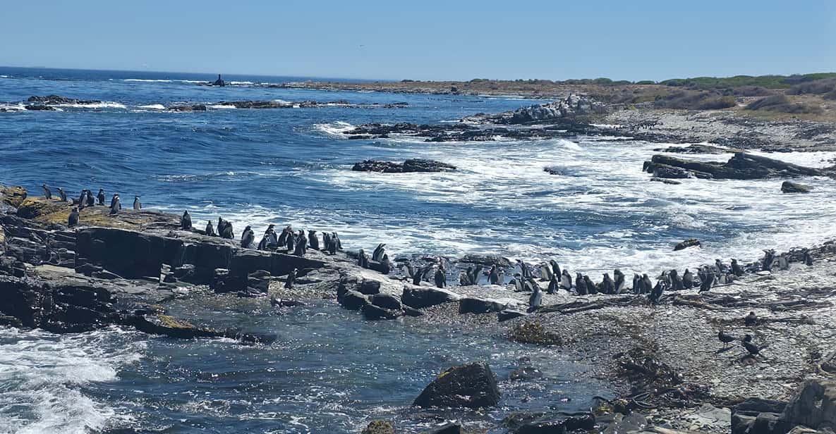 Robben Island Museum Tour With Transfer And Ferry Tickets GetYourGuide robben-island-museum-tour-with-transfer-and-ferry-tickets-getyourguide