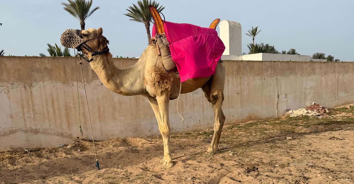 Djerba: Genieße Kamelreiten am Strand: 1 Stunde – 2026 (verifizierte ...