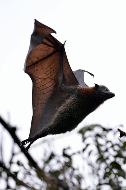 シドニーフライング・フォックス・ツアー、オーストラリア最大の