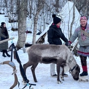 GetYourGuide listing photograph 4: Sámi Reindeer Sledding with Best Arctic with Best Arctic AS