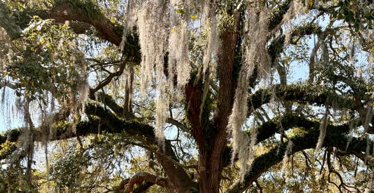 Charleston: Old Town Trolley Tour