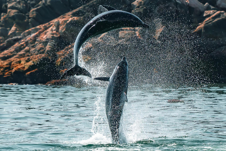 Muscat: Dolphin Watching and Snorkeling Tour Muscat: Dolphin Watching and Snorkeling Tour