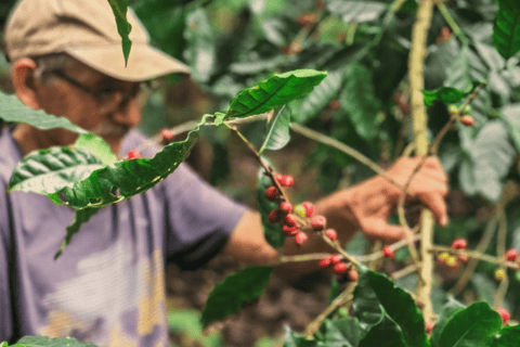 Poas Coffee tour, La Paz Waterfall, Grecia and Sarchí Crafts
