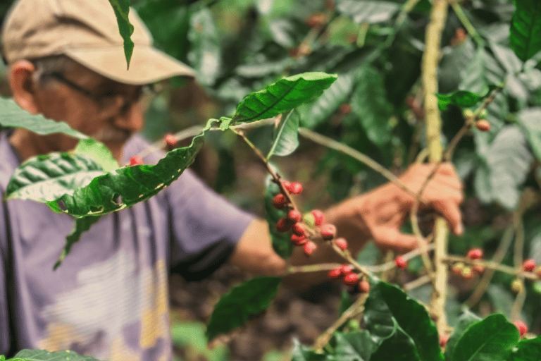 Poas Coffee tour, La Paz Waterfall, Grecia and Sarchí Crafts
