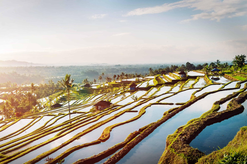 Bali: Privétour noordelijk eiland met Banyumala watervalTour zonder entreegelden