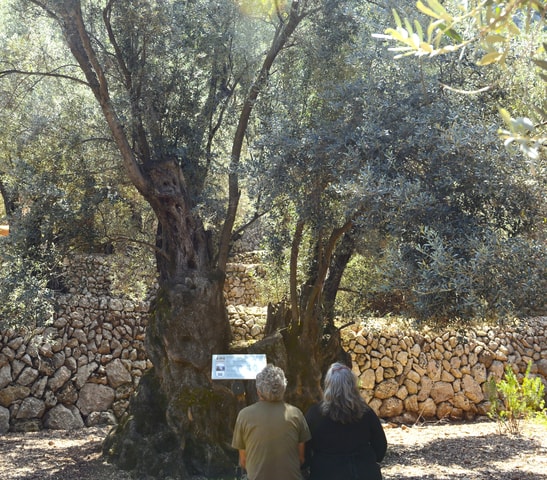 Soller, Sightseeing tour of 1,000-year-old olive trees. Sampling of oil and local products