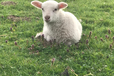 Graham: Faithful Hands' Farm Tour