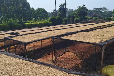 Nairobi: Coffee farm tour with pick up