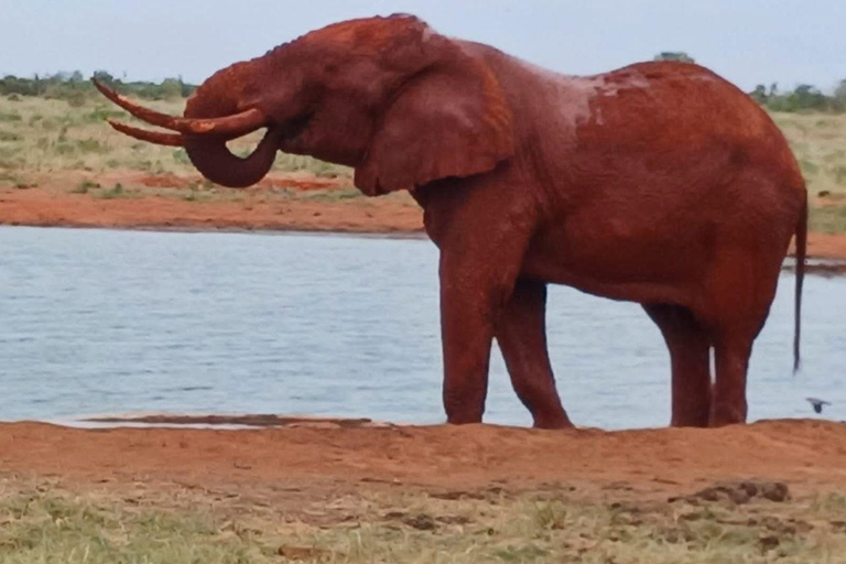 Tsavo East: Private Safari with Lunch and Transfers