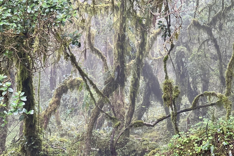 The Route of Water and Mist: Páramo Trek in Cruz Verde