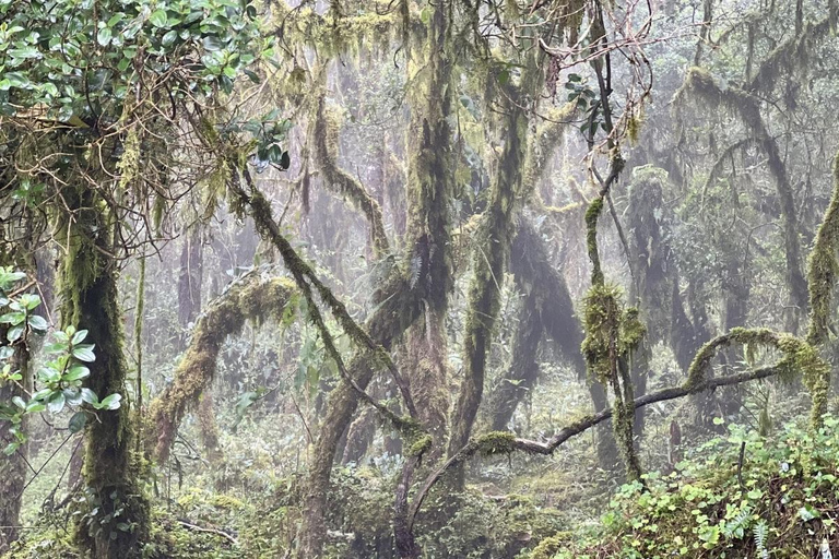 The Route of Water and Mist: Páramo Trek in Cruz Verde