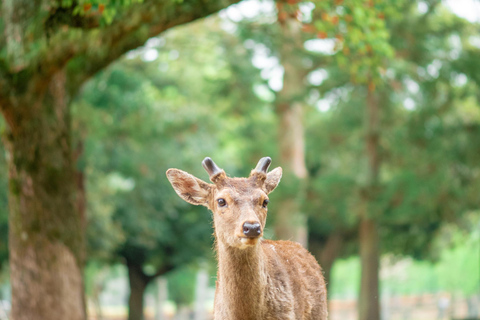 Kyoto &amp; Nara: Kulturerbe und Naturwunder Tour（Ab Osaka)