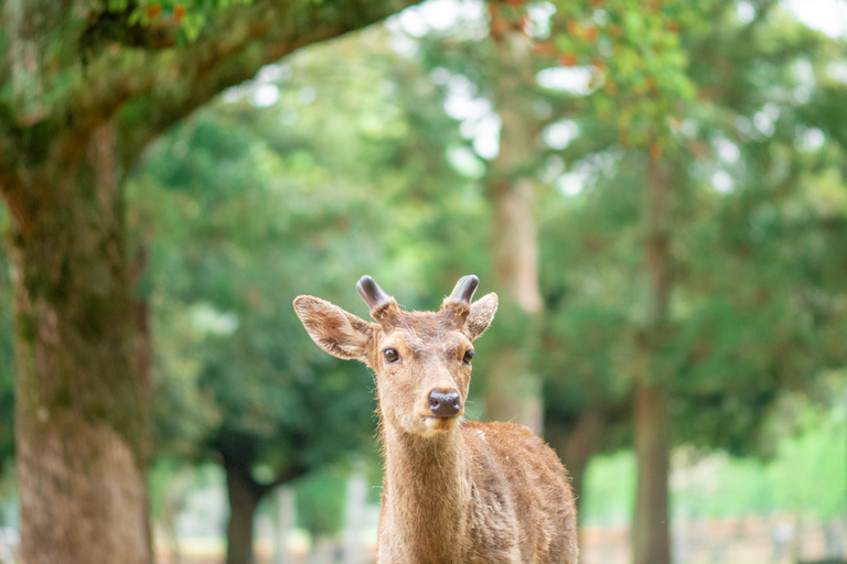 Kyoto &amp; Nara: Erfgoed en natuurlijke wonderen tour (vanuit Osaka)