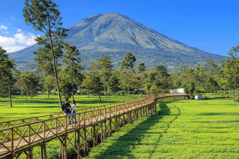 Yogyakarta: Dieng Plateau, Tea Plantation & Borobudur Sunset Dieng Plateau, Tea Plantation & Borobudur Include Ticket