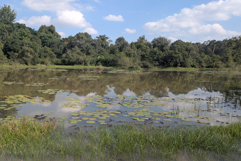 Karura Forest walking tour with nature and waterfalls.
