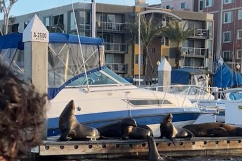 Excursión en barco con leones marinos y guía experimentado BYOB