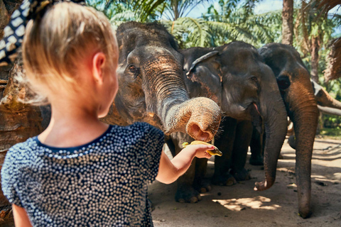 Phuket: Dagsutflykt med Phuket stad, tempel och apor