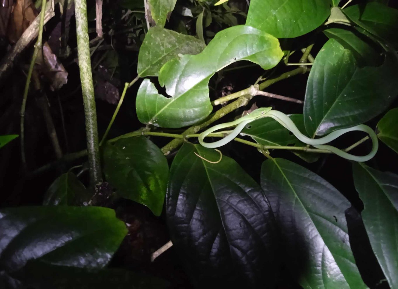 Tortuguero: Kanotur i Tortuguero Nationalpark