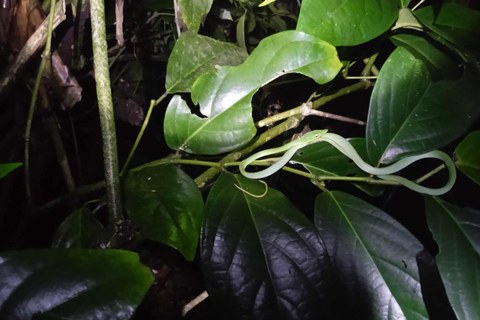 Tortuguero: Night Wildlife Spotting and Jungle Walk Tour Tortuguero: Night walk