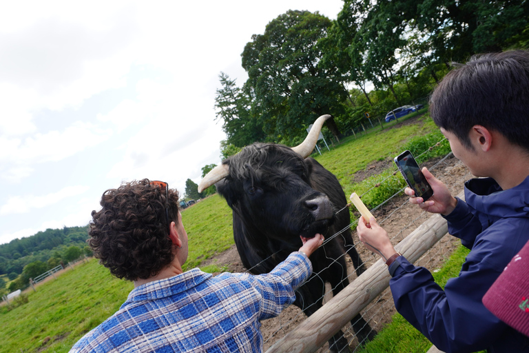 From Edinburgh: Highland Cows & Castles Day Trip
