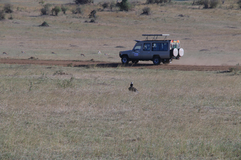 Safari por Kenia: safari de 3 días en el lodge de gama media Masai MaraSafari por Kenia: Safari de 3 días en un lodge de gama media