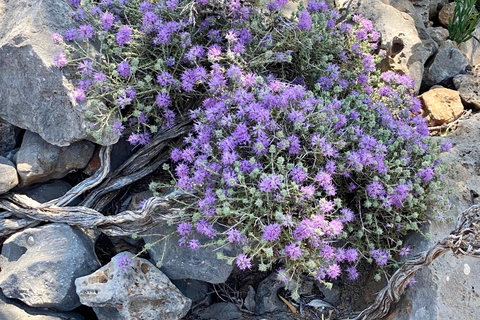 Creta: Excursión Guiada de Senderismo por la Meseta de Lassithi