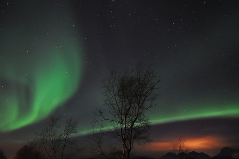 Tromsø: experiencia de aurora boreal y huskies con cena